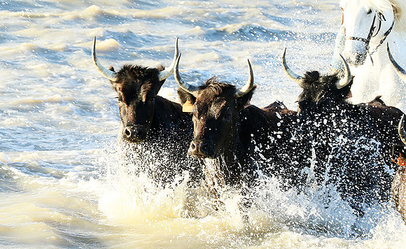 Camargue - black bulls