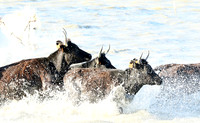 Camargue - black bulls