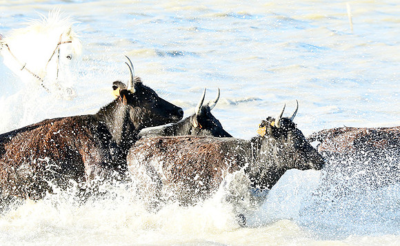 Camargue - black bulls