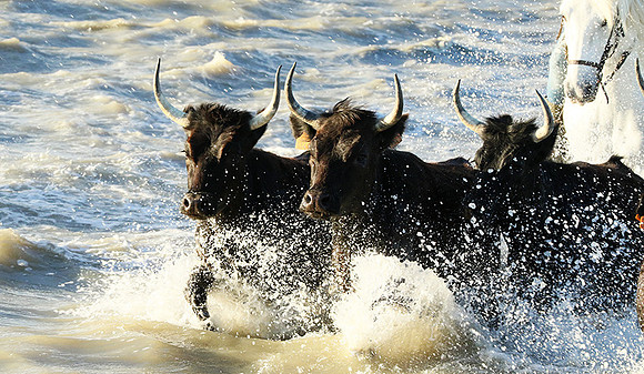 Camargue - black bulls