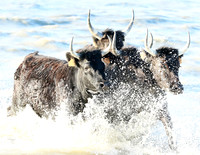 Camargue - black bulls