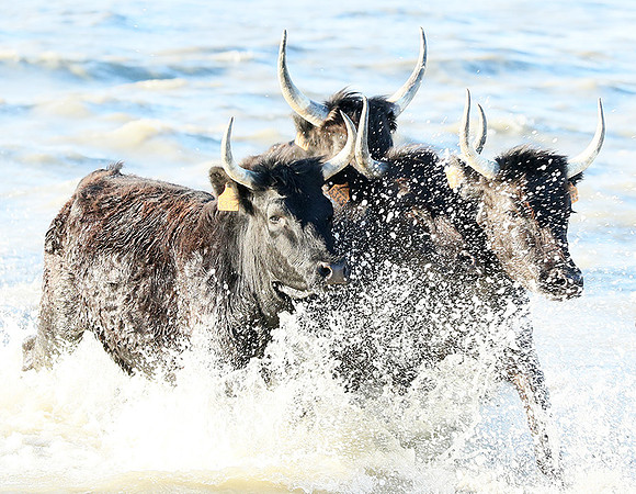 Camargue - black bulls