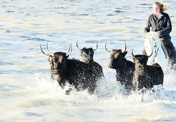 Camargue - black bulls