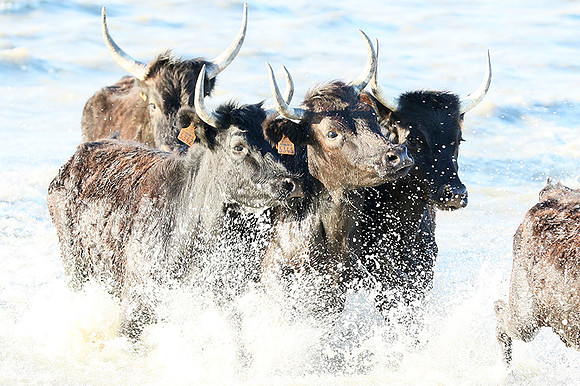 Black bulls - high key - Camargue