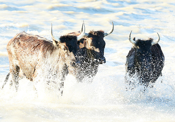 Black bulls - high key - Camargue