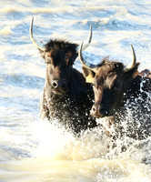 Camargue - black bulls