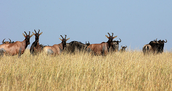 In the Masaï Mara : topis