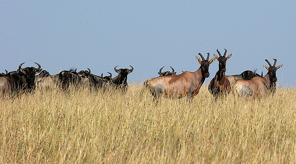 In the Masaï Mara : topis