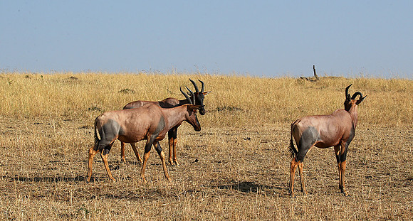 In the Masaï Mara : topis