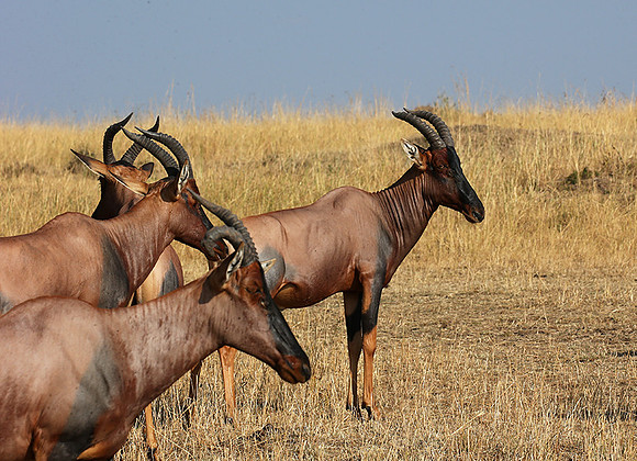 In the Masaï Mara : topis