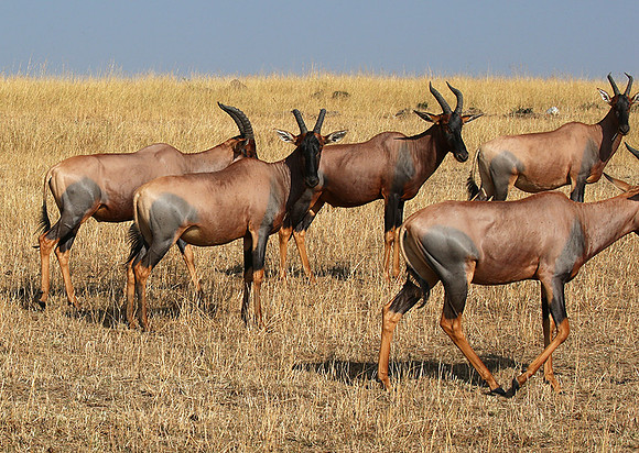 In the Masaï Mara : topis