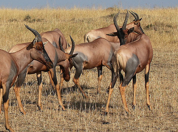 In the Masaï Mara : topis