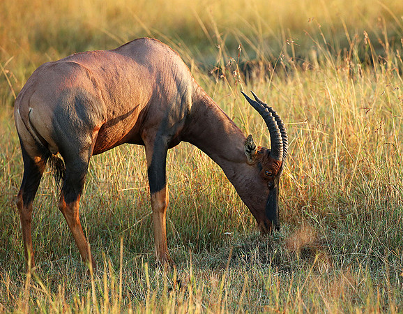 In the Masaï Mara : topis