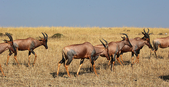 In the Masaï Mara : topis