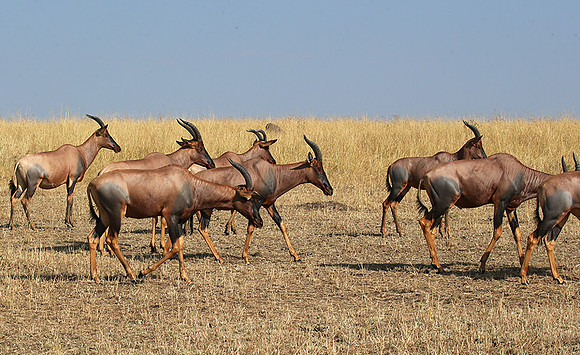 In the Masaï Mara : topis