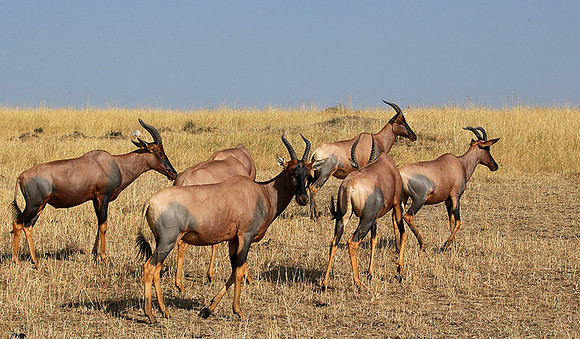 In the Masaï Mara : topis