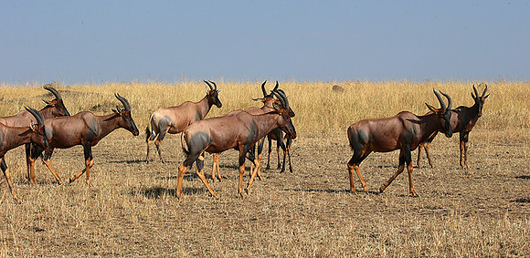 In the Masaï Mara : topis
