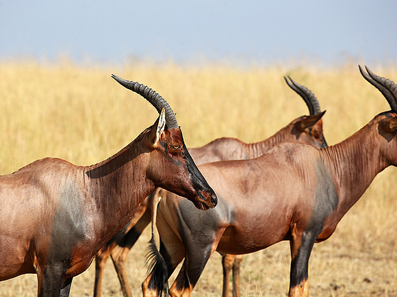 In the Masaï Mara : topis