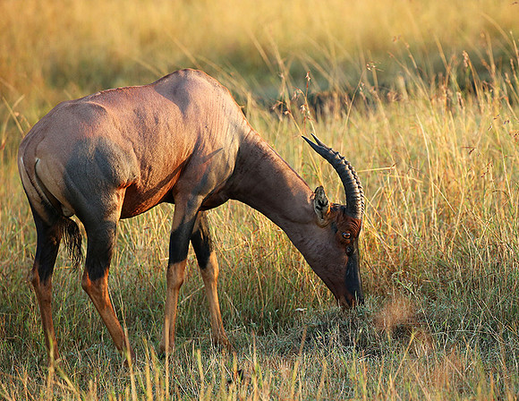 In the Masaï Mara : topis