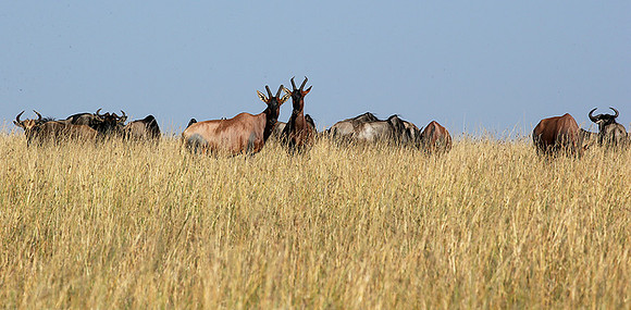 In the Masaï Mara : topis