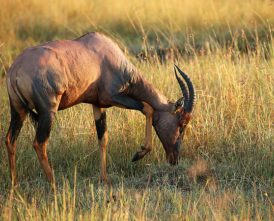 In the Masaï Mara : topis