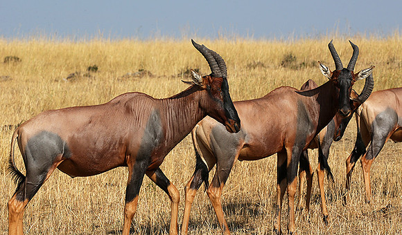 In the Masaï Mara : topis