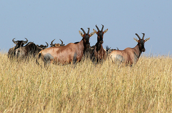 In the Masaï Mara : topis