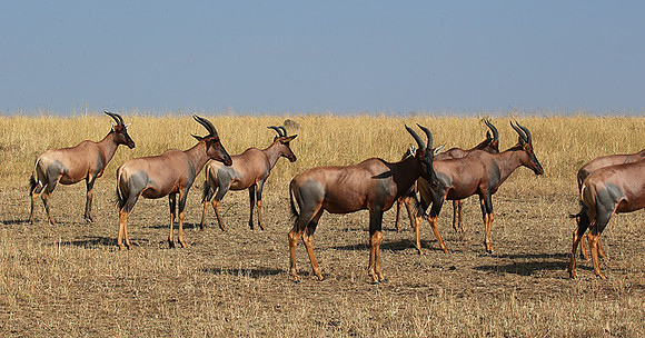 In the Masaï Mara : topis
