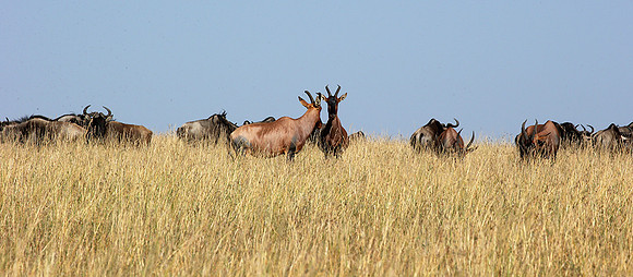 In the Masaï Mara : topis