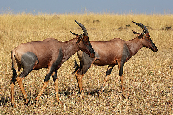 In the Masaï Mara : topis