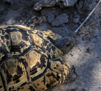 Leopard tortoise - Central Kalahari