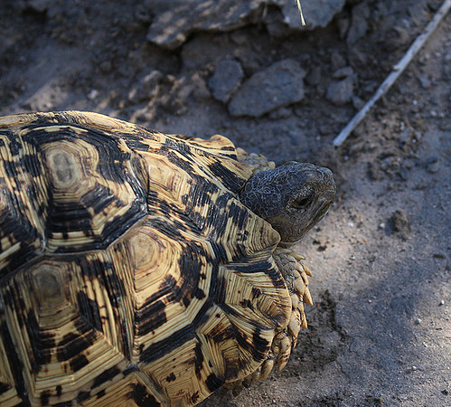 Leopard tortoise - Central Kalahari