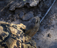 Leopard tortoise - Central Kalahari