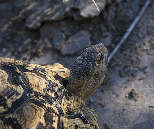 Leopard tortoise - Central Kalahari