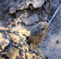 Leopard tortoise - Central Kalahari