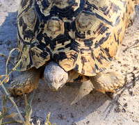 Leopard tortoise - Central Kalahari