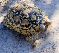 Leopard tortoise - Central Kalahari