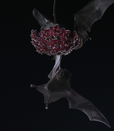 Bats