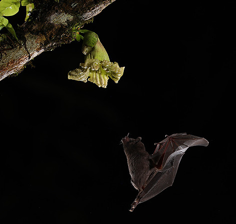 Bats
