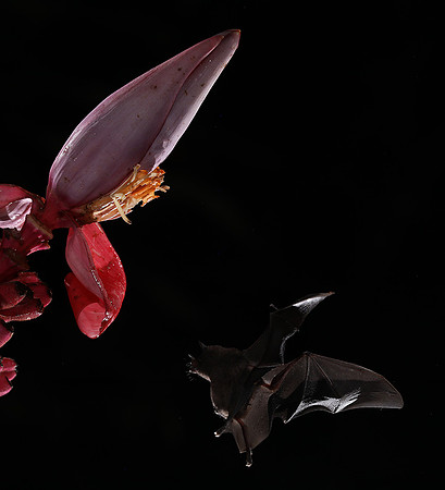 Bats