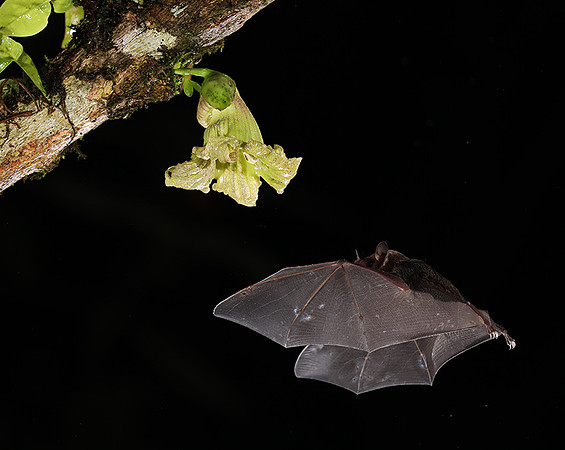 Bats