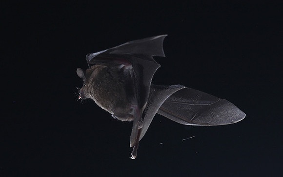 Bats