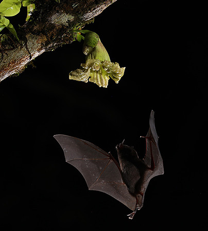 Bats