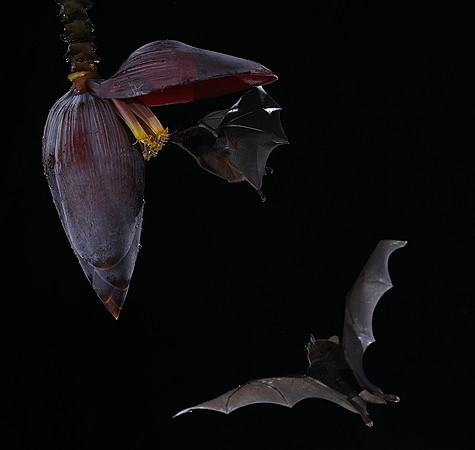 Bats