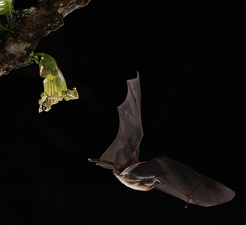 Bats