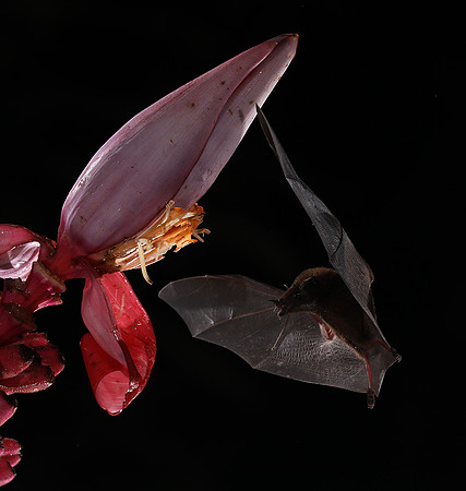 Bats