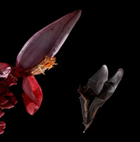 Bats
