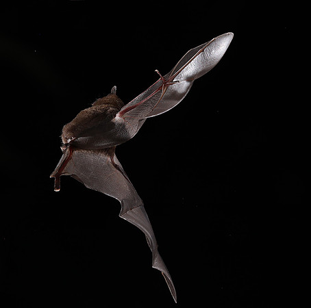 Bats
