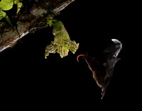 Bats
