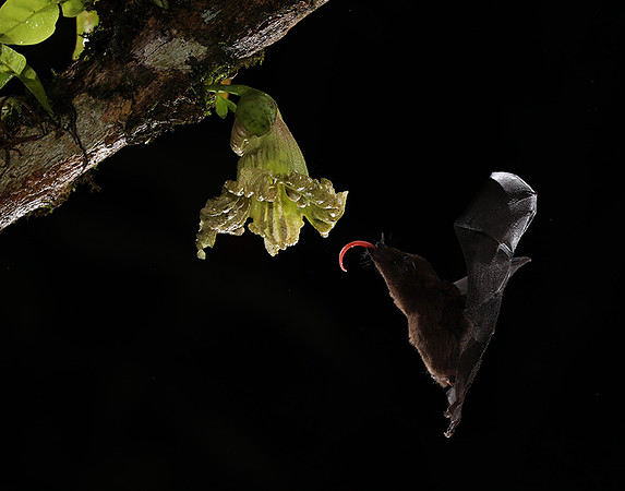 Bats